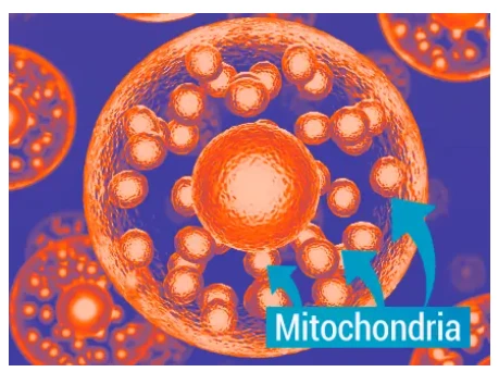 What is Mitolyn Mitochondria